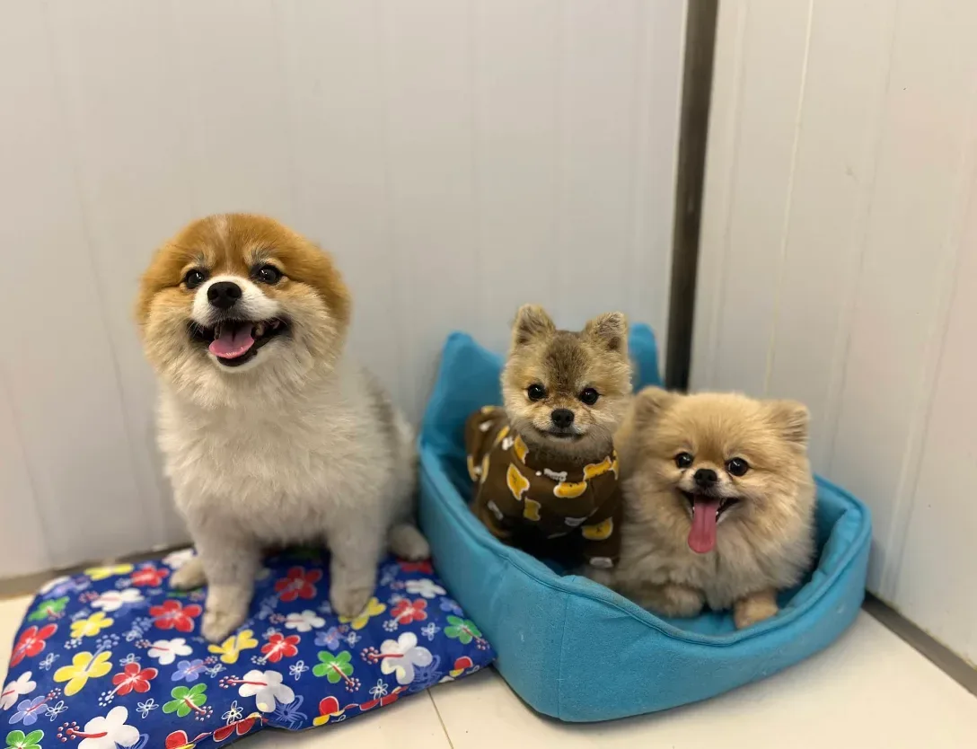 Pet & Co Animal Hospital คลินิก-โรงพยาบาลสัตว์ นนทบุรี 2