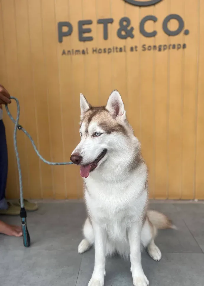 Pet & Co Animal Hospital คลินิก-โรงพยาบาลสัตว์ นนทบุรี 3