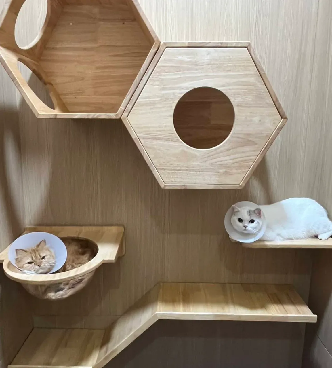 Pet & Co Animal Hospital คลินิก-โรงพยาบาลสัตว์ นนทบุรี 5