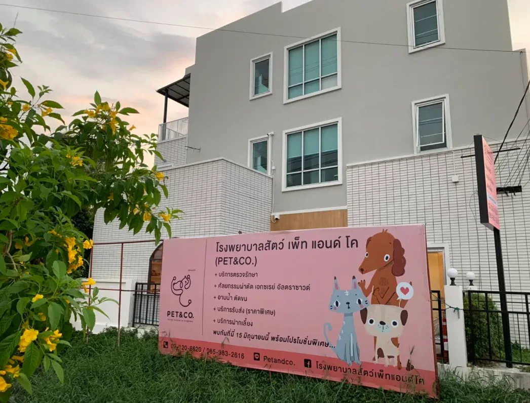 Pet & Co Animal Hospital คลินิก-โรงพยาบาลสัตว์ นนทบุรี 6