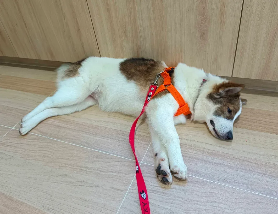 โรงพยาบาลสัตว์เพ็ทกุ บางบัวทอง Petku Animal Hospital Bang Bua Thong คลินิก-โรงพยาบาลสัตว์ นนทบุรี 2