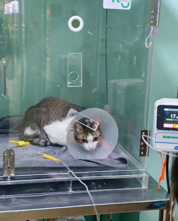 โรงพยาบาลสัตว์เพ็ทกุ บางบัวทอง Petku Animal Hospital Bang Bua Thong คลินิก-โรงพยาบาลสัตว์ นนทบุรี 3