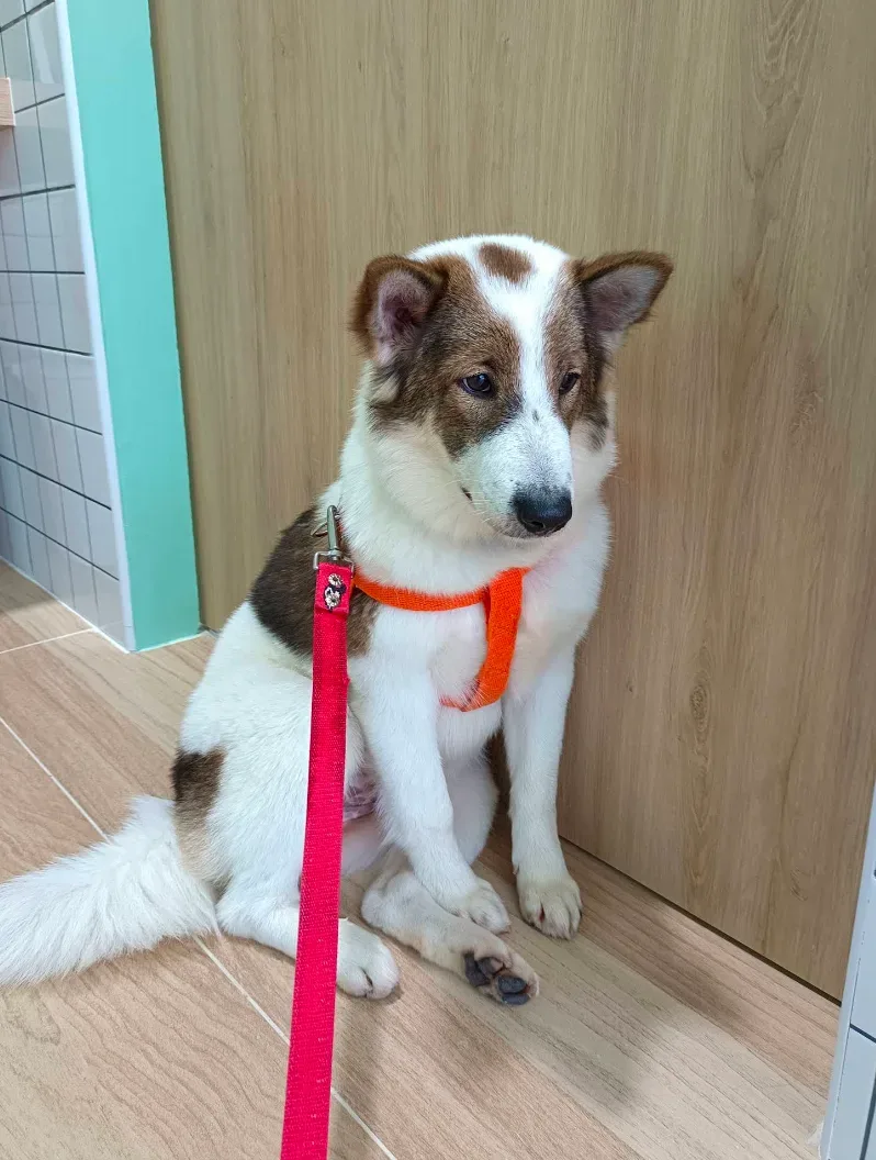 โรงพยาบาลสัตว์เพ็ทกุ บางบัวทอง Petku Animal Hospital Bang Bua Thong คลินิก-โรงพยาบาลสัตว์ นนทบุรี 5