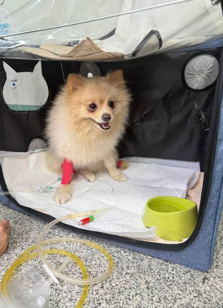 Monster Care Animal Hospital โรงพยาบาลสัตว์มอนสเตอร์ แคร์ ประชาชื่นนนทบุรี 9 คลินิก-โรงพยาบาลสัตว์ นนทบุรี 4