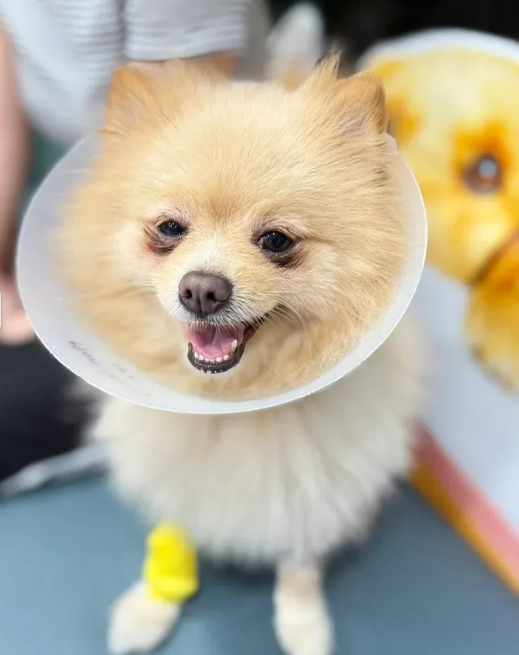 Monster Care Animal Hospital โรงพยาบาลสัตว์มอนสเตอร์ แคร์ ประชาชื่นนนทบุรี 9 คลินิก-โรงพยาบาลสัตว์ นนทบุรี 5