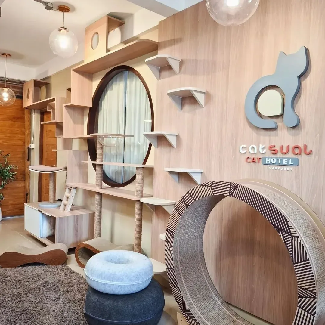 Catsual Cat Hotel รับฝากกลางวัน กรุงเทพมหานคร 2