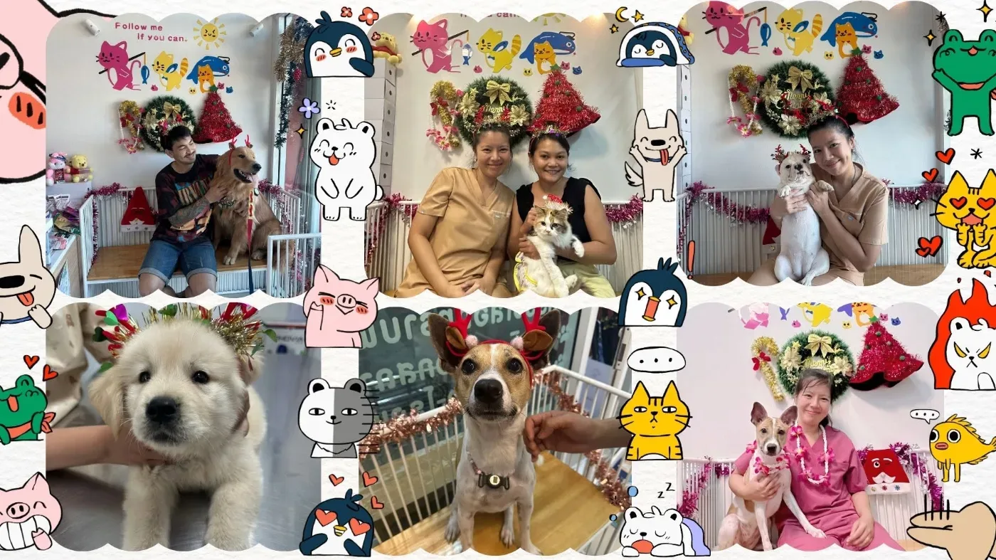 หมอนันท์สัตวแพทย์-NUNVET CLINIC :รักษาสัตว์ ผ่าตัด-ทำหมัน ฝังไมโครชิป รับฝากสัตว์เลี้ยง อาบน้ำ-ตัดขน Pet Influencer กรุงเทพมหานคร 6