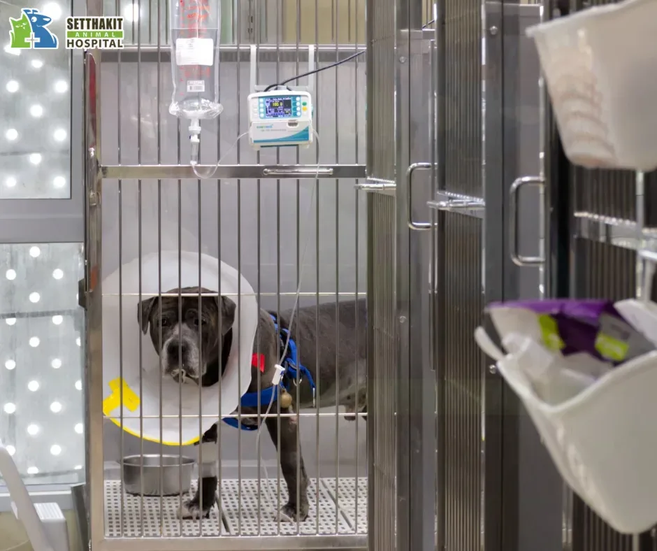โรงพยาบาลสัตว์เศรษฐกิจสัตวแพทย์ (Setthakit Animal Hospital) คลินิก-โรงพยาบาลสัตว์ กรุงเทพมหานคร 5