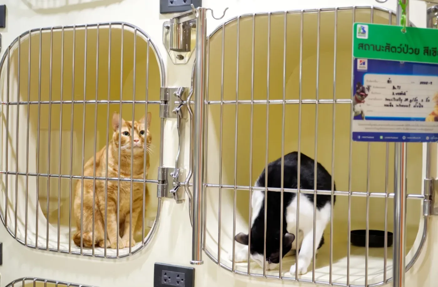 โรงพยาบาลสัตว์เศรษฐกิจสัตวแพทย์ (Setthakit Animal Hospital) คลินิก-โรงพยาบาลสัตว์ กรุงเทพมหานคร 6