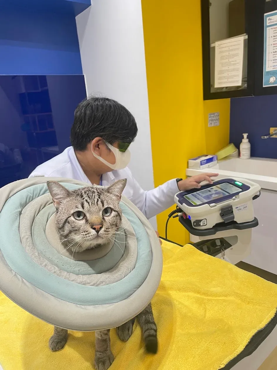 โรงพยาบาลสัตว์เศรษฐกิจสัตวแพทย์ (Setthakit Animal Hospital) คลินิก-โรงพยาบาลสัตว์ กรุงเทพมหานคร 3