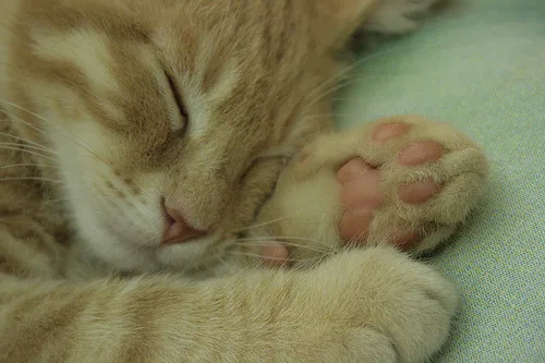 Phuket Animal Clinic ภูเก็ต คลินิก-โรงพยาบาลสัตว์ ภูเก็ต