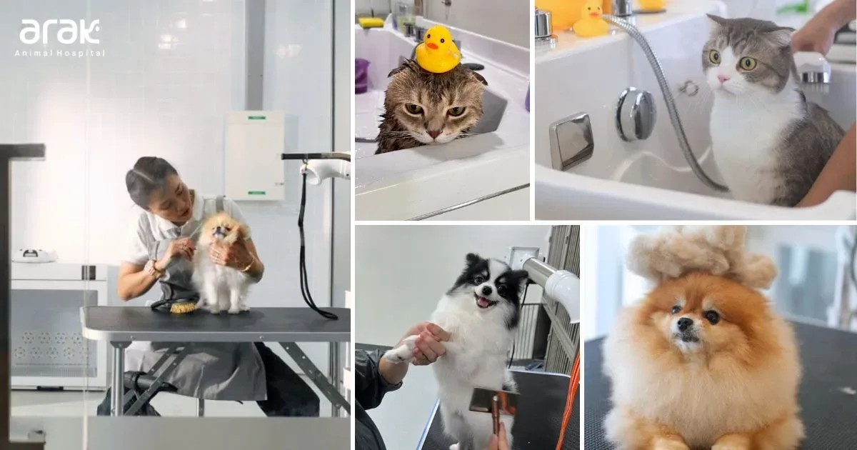Arak Animal Hospital Langsuan โรงพยาบาลสัตว์อารักษ์ สาขาหลังสวน คลินิก-โรงพยาบาลสัตว์ กรุงเทพมหานคร 5