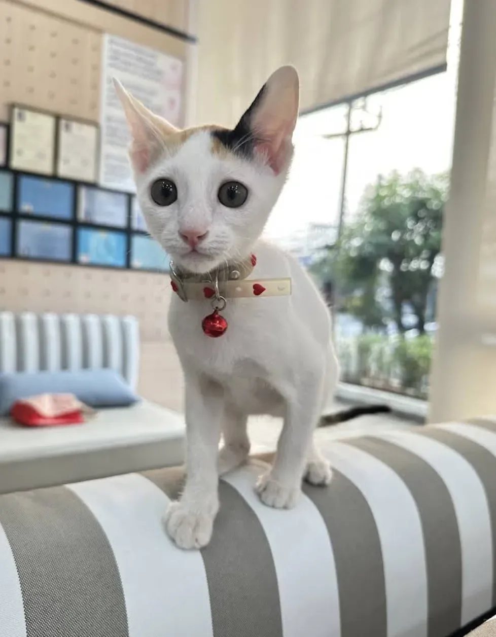 โรงพยาบาลสัตว์ยูเว็ท เจริญนคร UVET Animal Hospital Charoen Nakhon คลินิก-โรงพยาบาลสัตว์ กรุงเทพมหานคร 5