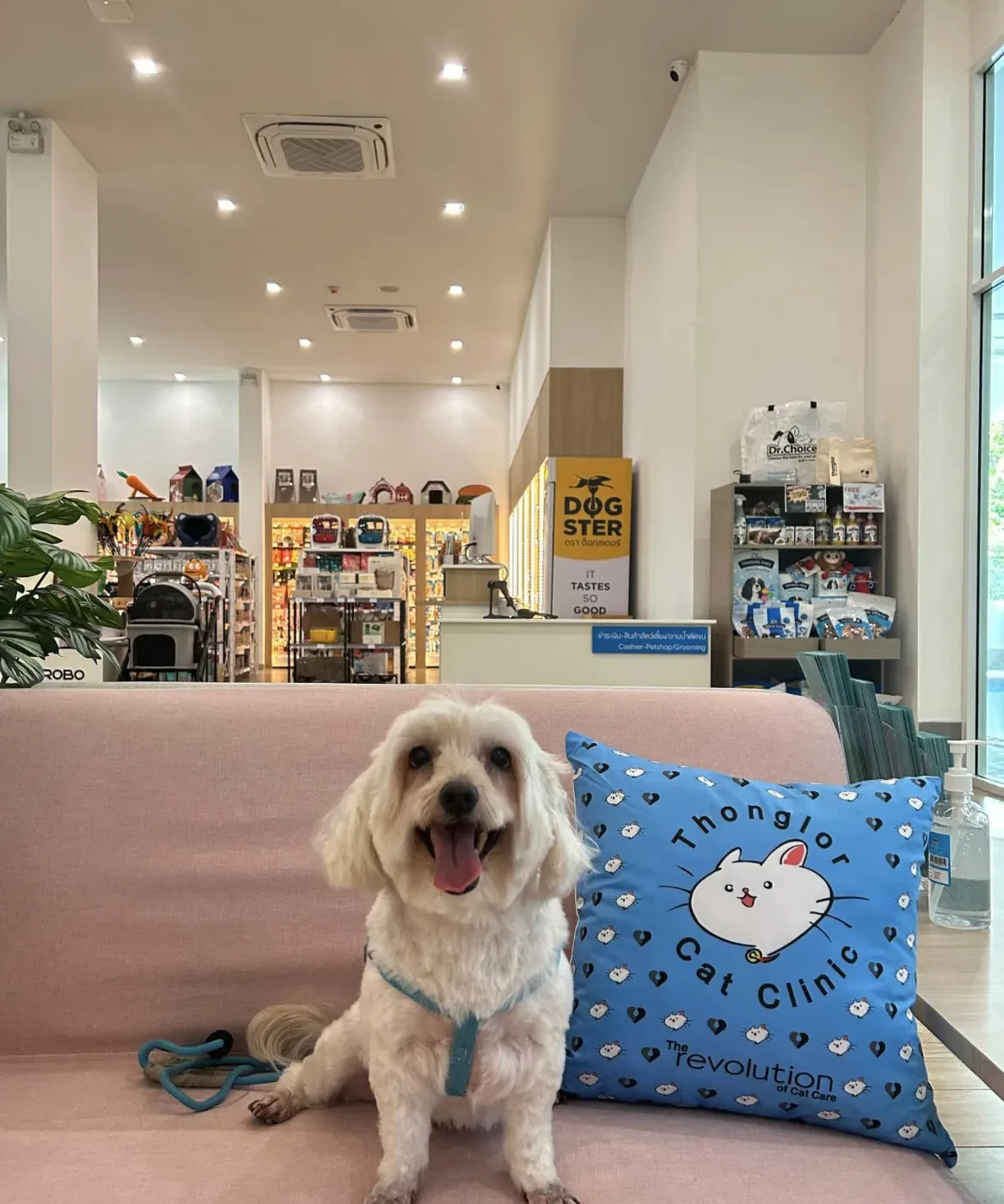 Thonglor Pet Hospital Prachachuen โรงพยาบาลสัตว์ทองหล่อ ประชาชื่น คลินิก-โรงพยาบาลสัตว์ กรุงเทพมหานคร