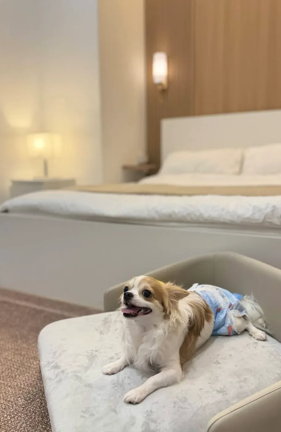 Thonglor Pet Hospital Prachachuen โรงพยาบาลสัตว์ทองหล่อ ประชาชื่น คลินิก-โรงพยาบาลสัตว์ กรุงเทพมหานคร 2