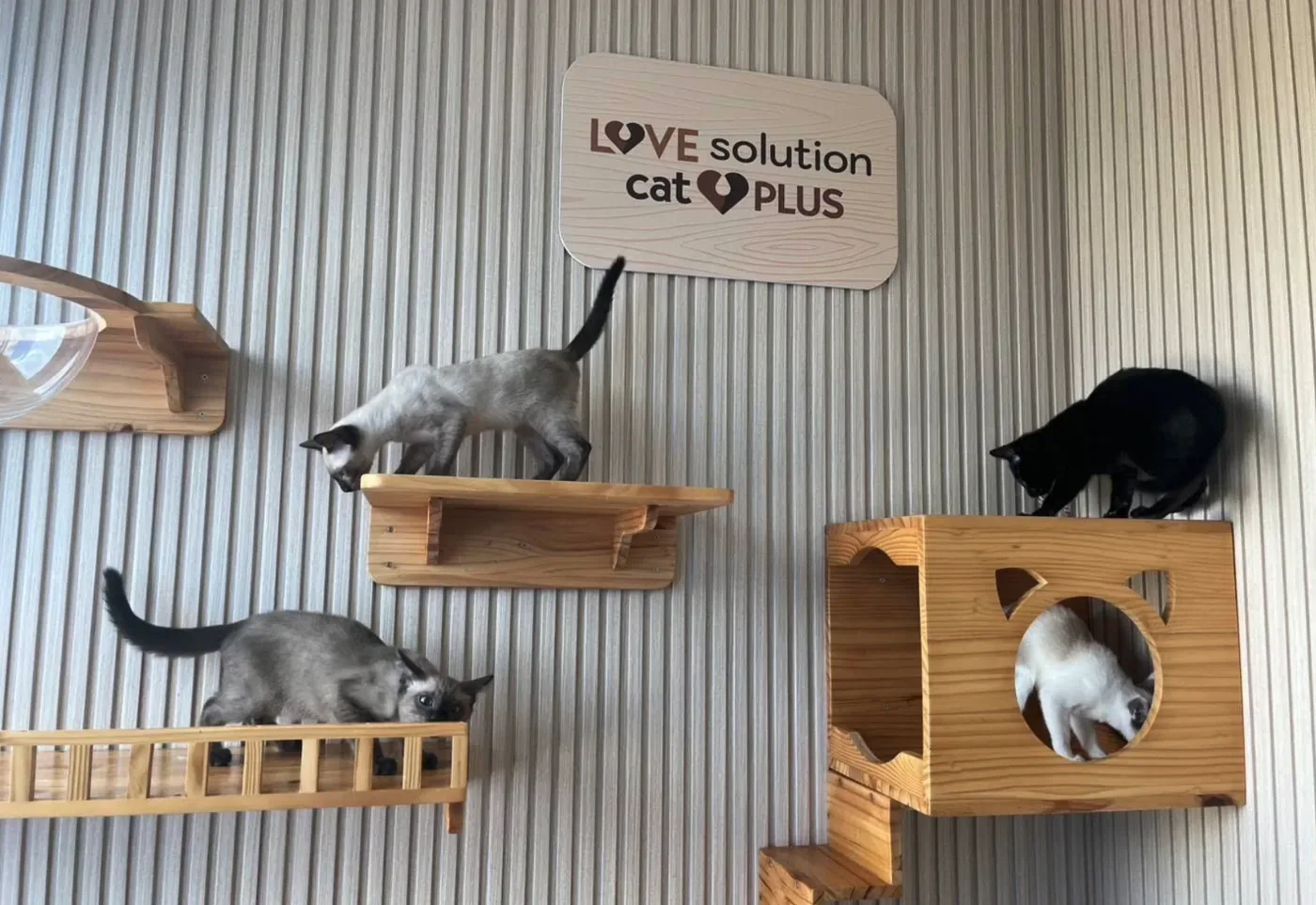 Thonglor Pet Hospital Prachachuen โรงพยาบาลสัตว์ทองหล่อ ประชาชื่น คลินิก-โรงพยาบาลสัตว์ กรุงเทพมหานคร 5