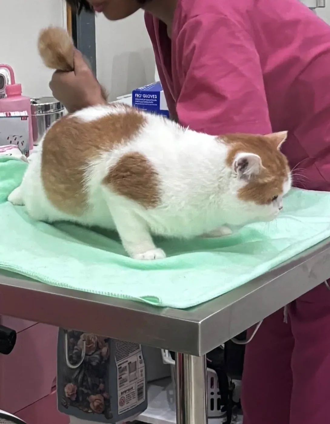 Pet Perfect Clinic – คลินิกรักษาสัตว์ at พฤกษาอเวนิว คลินิก-โรงพยาบาลสัตว์ กรุงเทพมหานคร 3