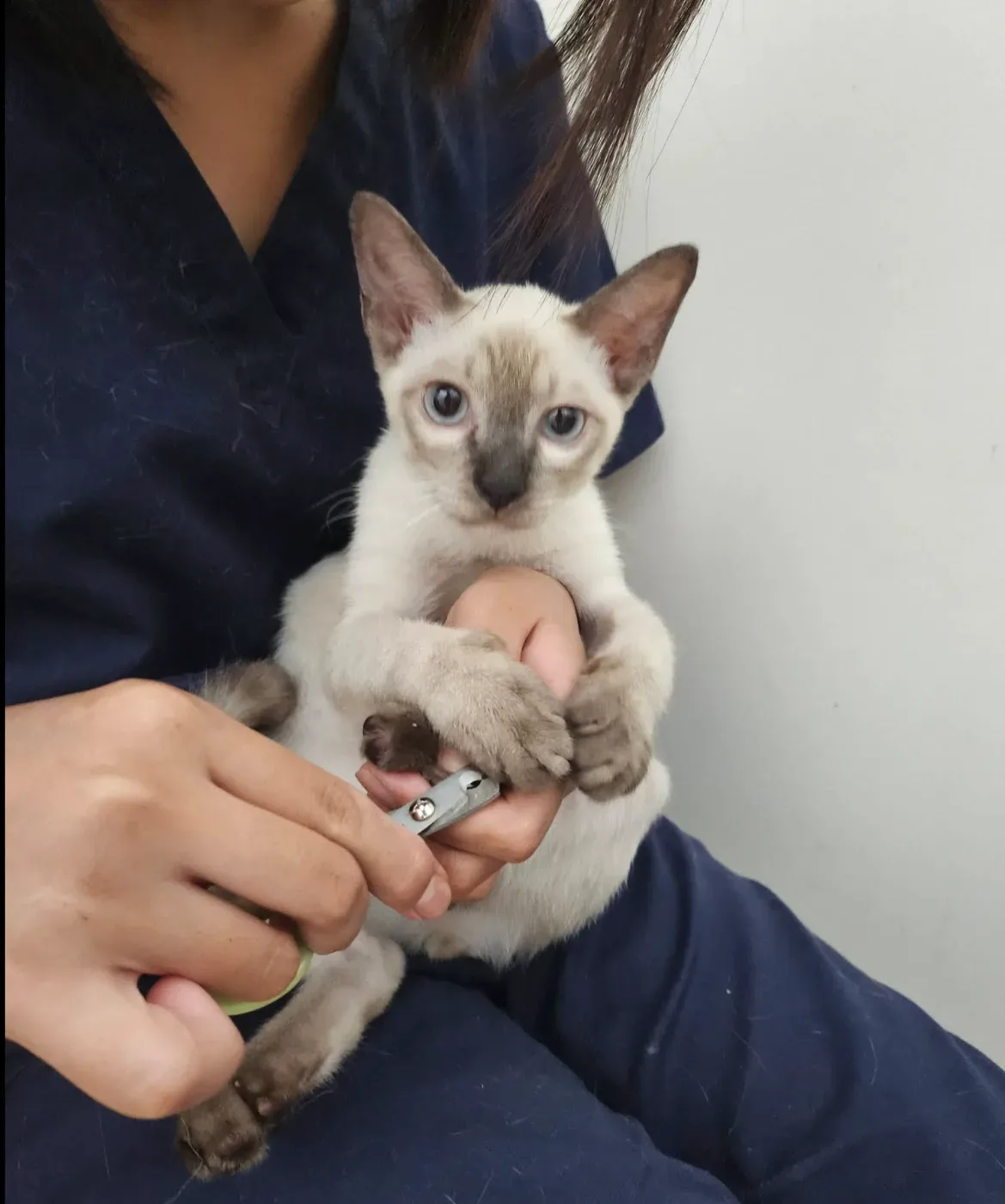 Pet Perfect Clinic – คลินิกรักษาสัตว์ at พฤกษาอเวนิว คลินิก-โรงพยาบาลสัตว์ กรุงเทพมหานคร 4