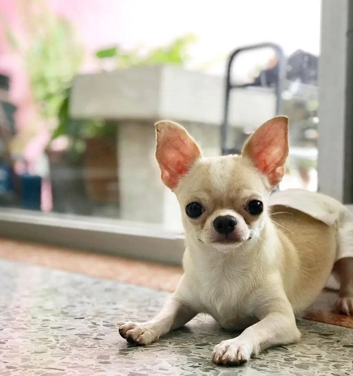 คลินิกรักษาสัตว์ประชาอุทิศ ดอนเมือง PD Pet Clinic คลินิก-โรงพยาบาลสัตว์ กรุงเทพมหานคร 3