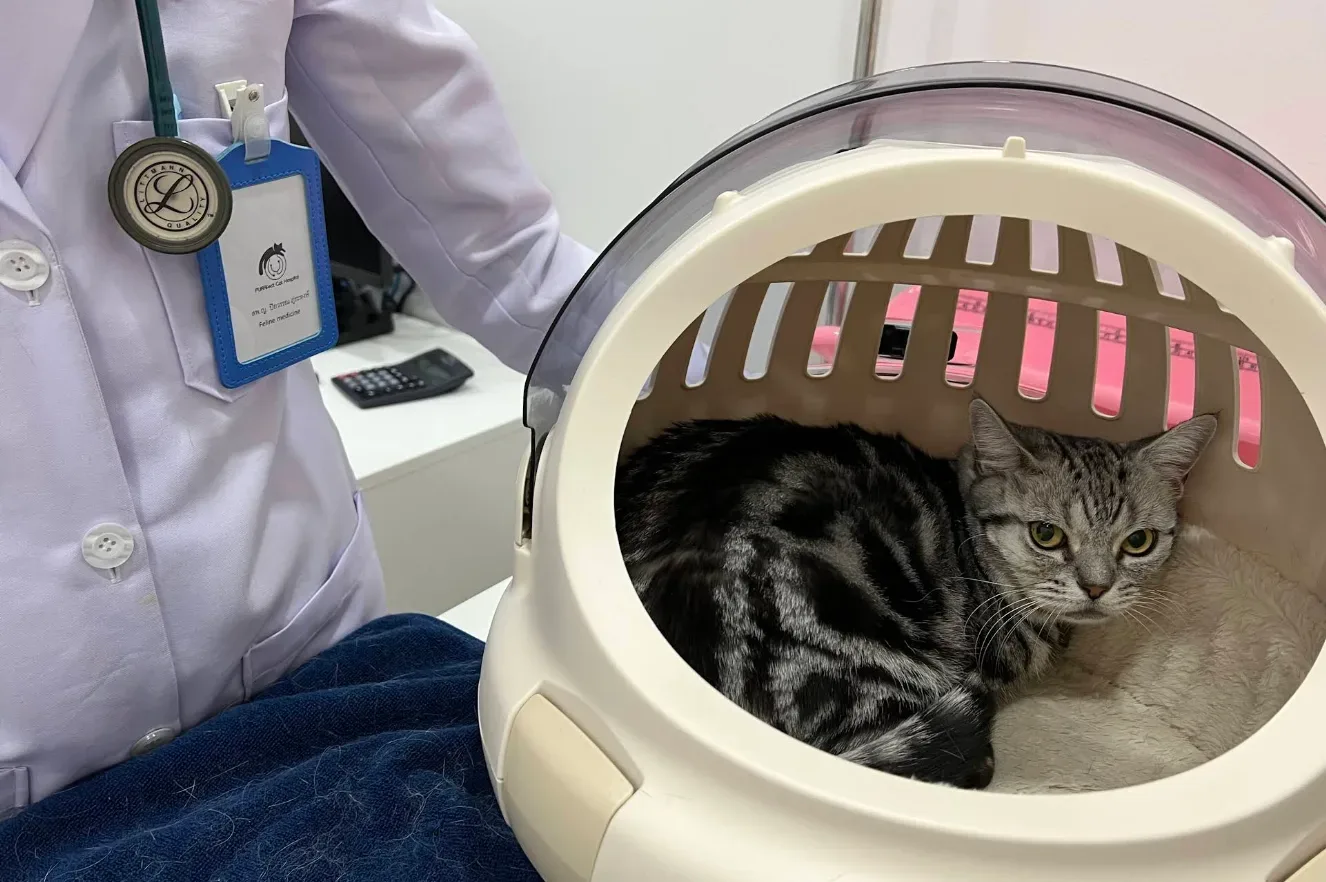 PURRfect Cat Hospital โรงพยาบาลแมวเพอร์เฟกต์แคท คลินิก-โรงพยาบาลสัตว์ กรุงเทพมหานคร 5
