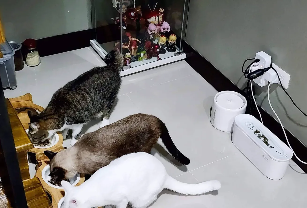 คลินิกสัตว์บ้านหลังเล็ก Baan Lang Lek Pet Clinic & Hotel คลินิก-โรงพยาบาลสัตว์ กรุงเทพมหานคร 4