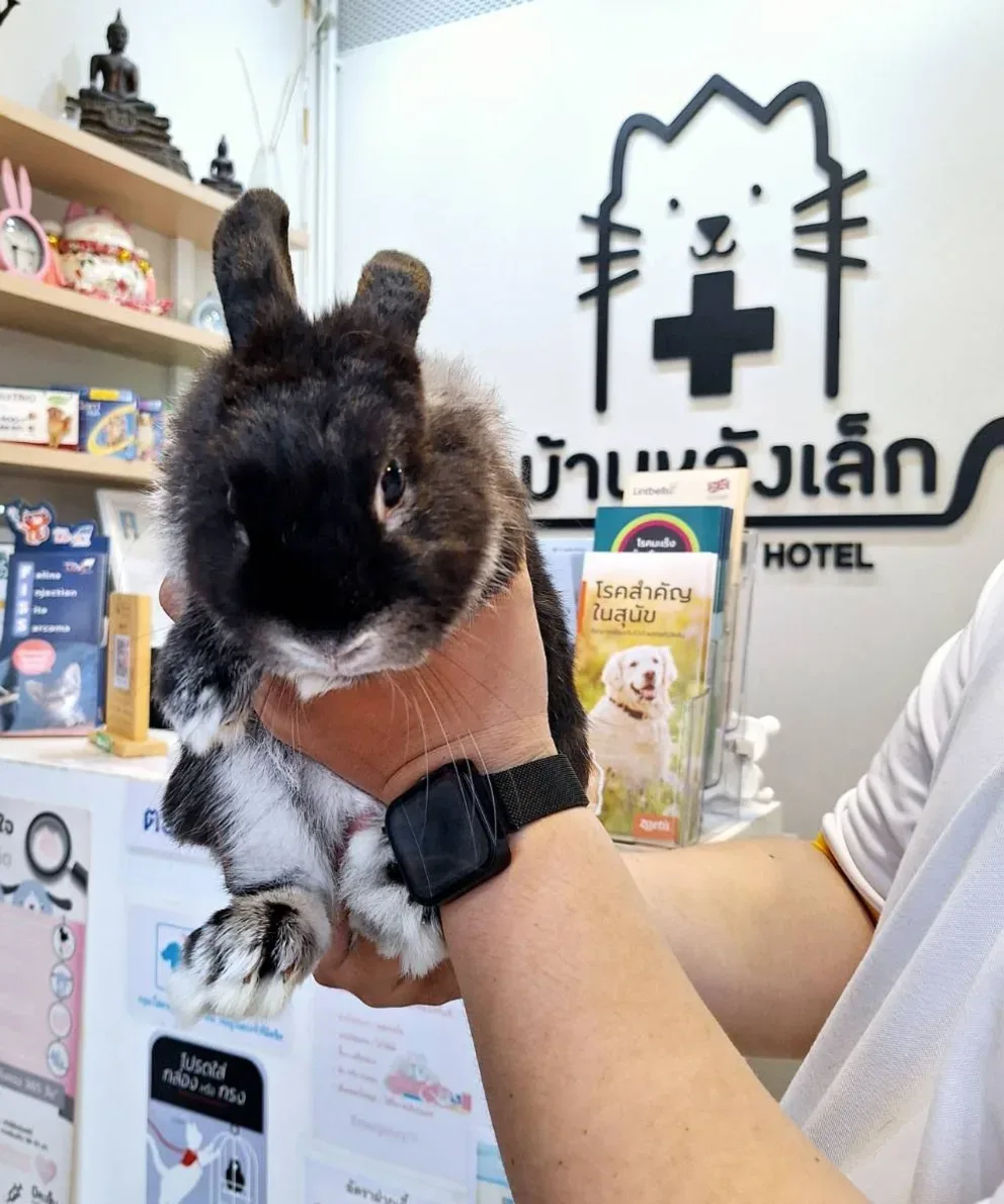 คลินิกสัตว์บ้านหลังเล็ก Baan Lang Lek Pet Clinic & Hotel คลินิก-โรงพยาบาลสัตว์ กรุงเทพมหานคร 5