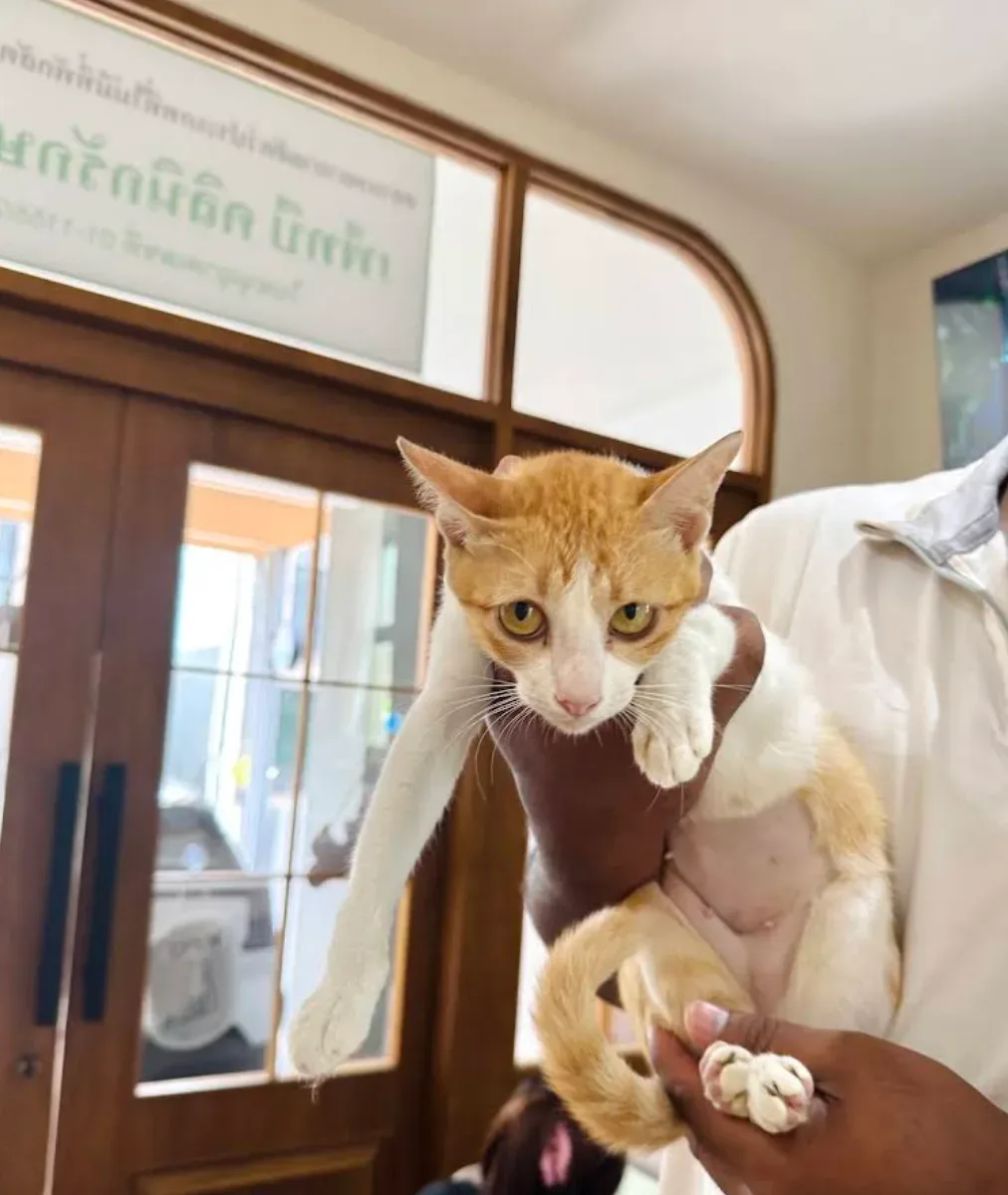 Petbe Clinic เพ็ทบีคลินิกรักษาสัตว์ คลินิก-โรงพยาบาลสัตว์ กรุงเทพมหานคร 2