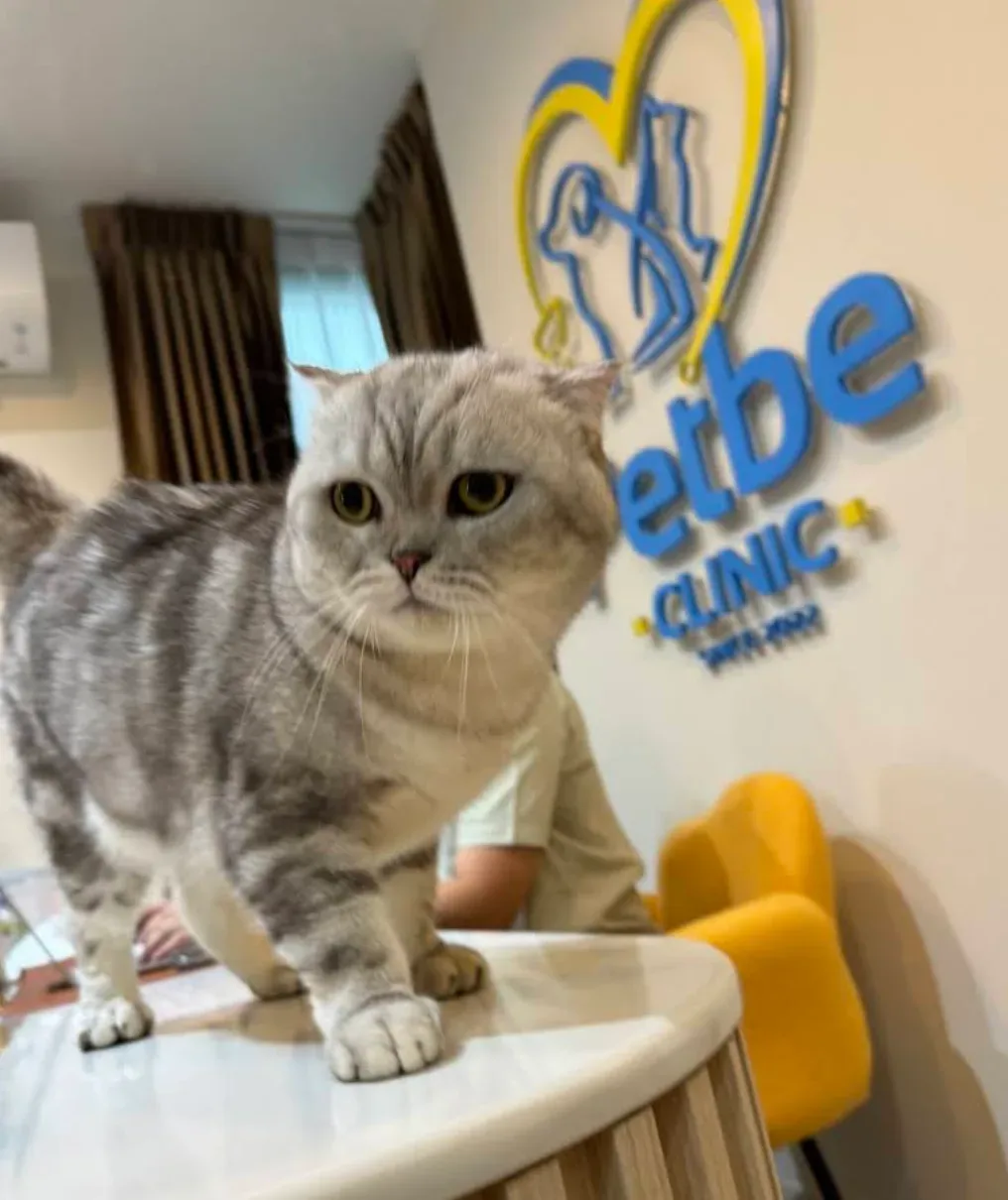 Petbe Clinic เพ็ทบีคลินิกรักษาสัตว์ คลินิก-โรงพยาบาลสัตว์ กรุงเทพมหานคร 3