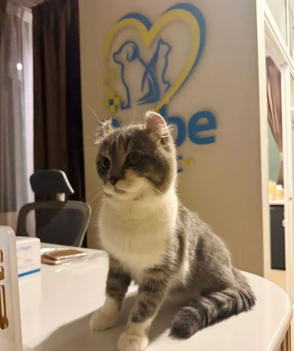 Petbe Clinic เพ็ทบีคลินิกรักษาสัตว์ คลินิก-โรงพยาบาลสัตว์ กรุงเทพมหานคร 4