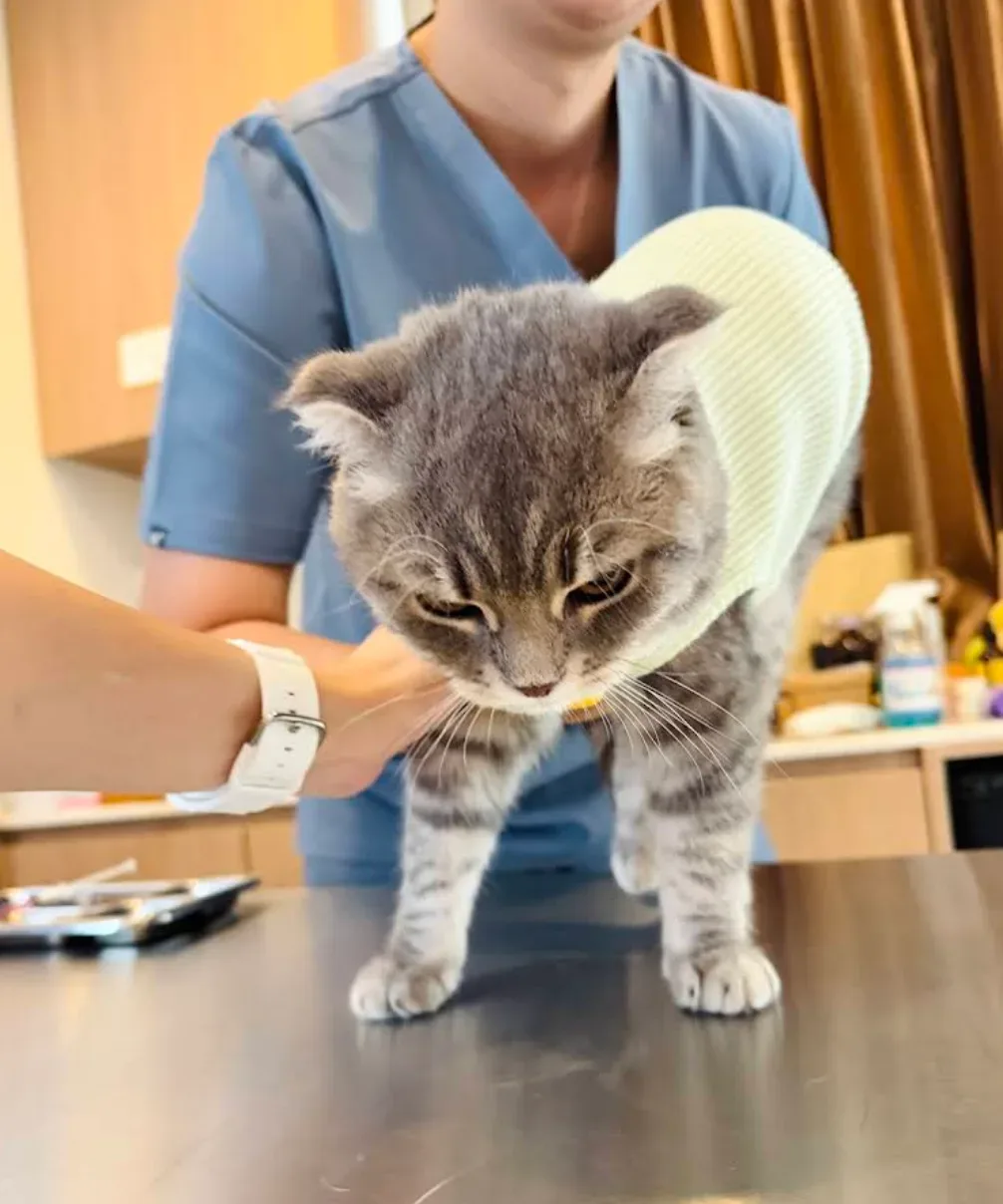 Petbe Clinic เพ็ทบีคลินิกรักษาสัตว์ คลินิก-โรงพยาบาลสัตว์ กรุงเทพมหานคร 5
