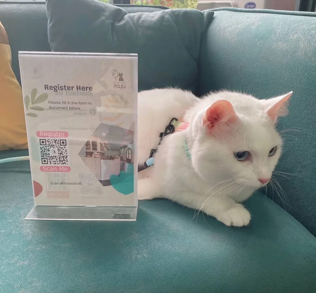โรงพยาบาลสัตว์ละมุน คลินิก-โรงพยาบาลสัตว์ กรุงเทพมหานคร 5