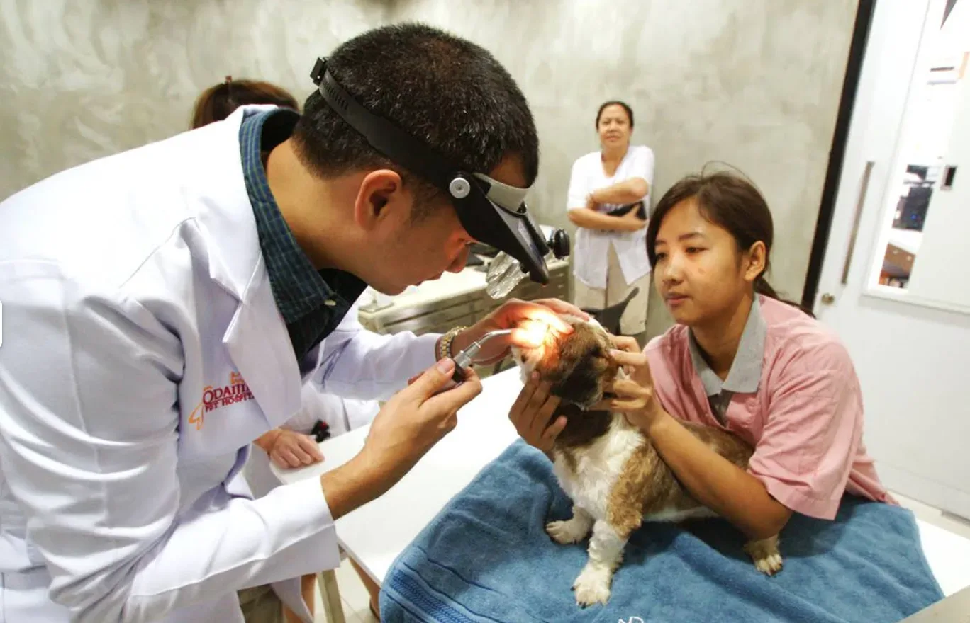 รพ.สัตว์โอะไดจินิ สาขารามอินทรา (Odaijini Pet Hospital Ramintra Branch) เปิดให้บริการ 24 ชม. คลินิก-โรงพยาบาลสัตว์ กรุงเทพมหานคร 6