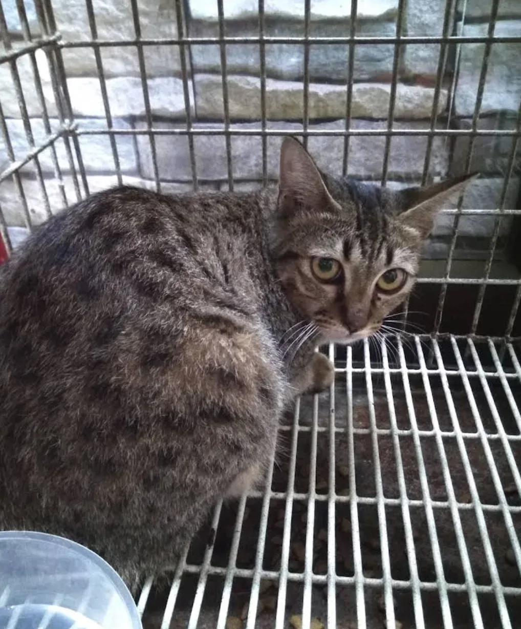 คลินิกเอื้อตะวันรักษ์สัตว์ คลินิก-โรงพยาบาลสัตว์ กรุงเทพมหานคร 2