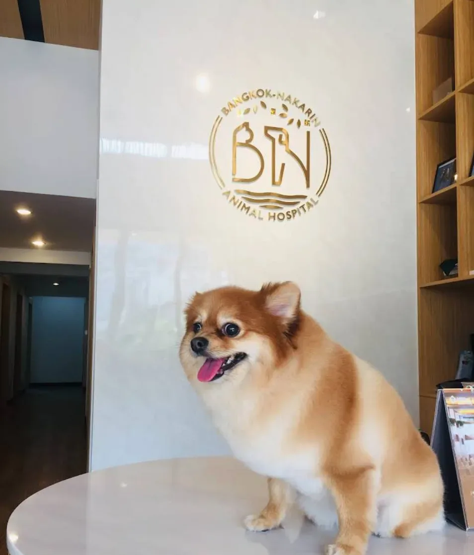 โรงพยาบาลสัตว์ กรุงเทพ-นครินทร์ Bangkok-Nakarin Animal Hospital คลินิก-โรงพยาบาลสัตว์ กรุงเทพมหานคร 2