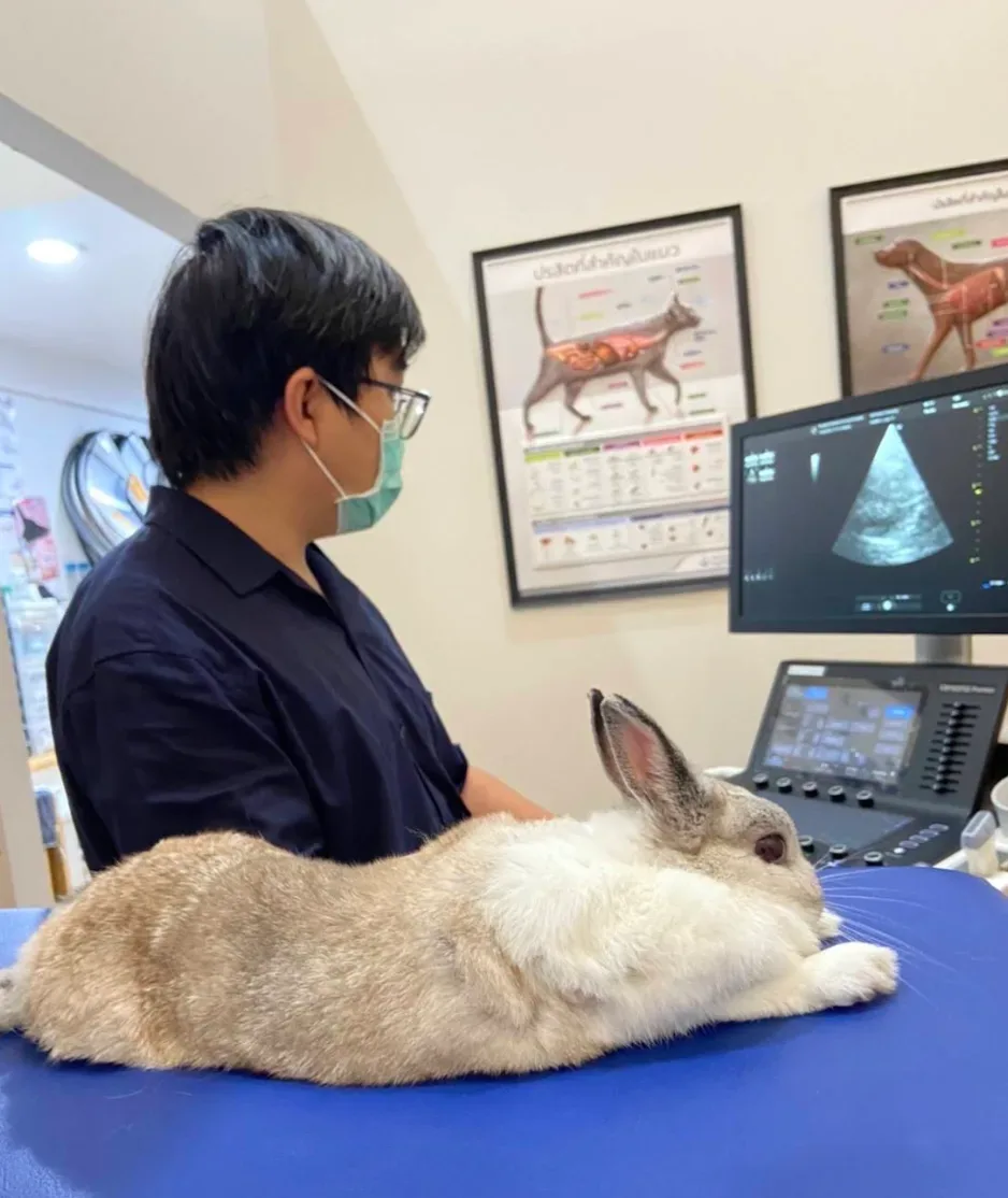โรงพยาบาลสัตว์ กรุงเทพ-นครินทร์ Bangkok-Nakarin Animal Hospital คลินิก-โรงพยาบาลสัตว์ กรุงเทพมหานคร 5