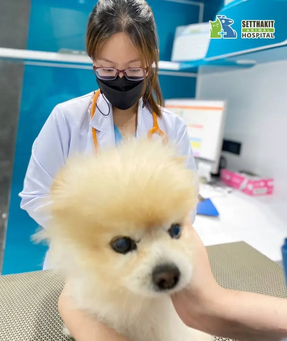โรงพยาบาลสัตว์เศรษฐกิจสัตวแพทย์ (Setthakit Animal Hospital) กรุงเทพฝั่งธนบุรี บางแค คลินิก-โรงพยาบาลสัตว์ กรุงเทพมหานคร