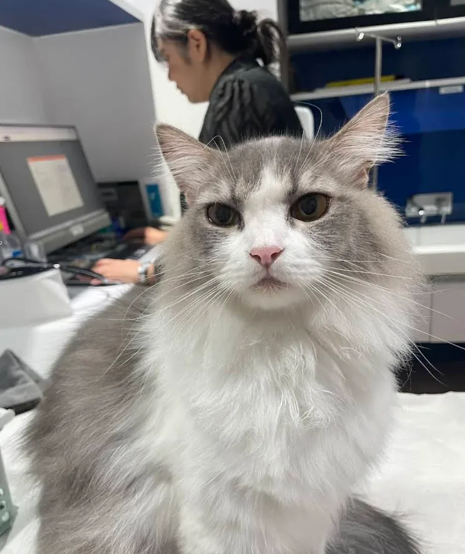 โรงพยาบาลสัตว์เศรษฐกิจสัตวแพทย์ (Setthakit Animal Hospital) กรุงเทพฝั่งธนบุรี บางแค คลินิก-โรงพยาบาลสัตว์ กรุงเทพมหานคร 3