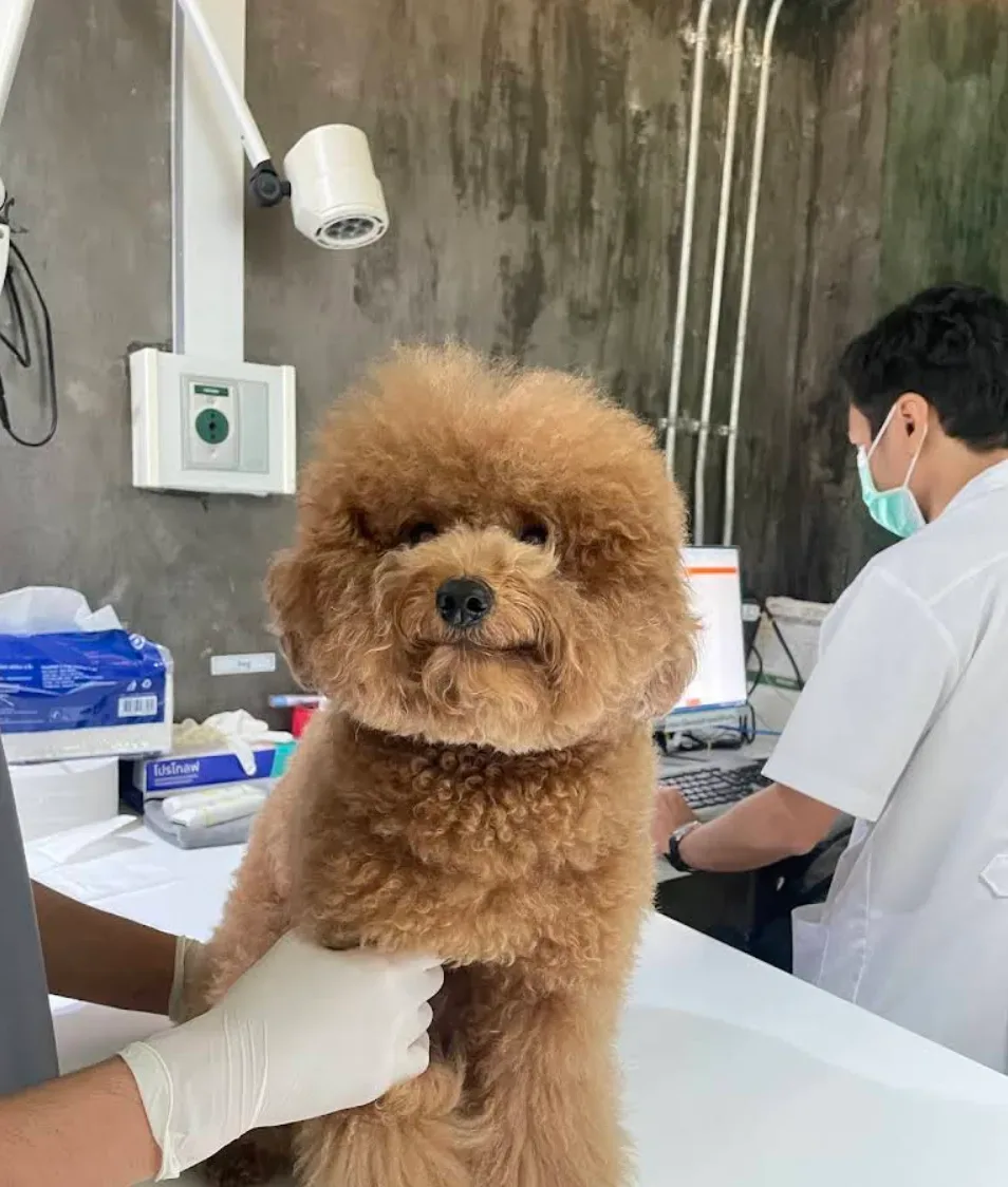 โรงพยาบาลสัตว์เศรษฐกิจสัตวแพทย์ (Setthakit Animal Hospital) กรุงเทพฝั่งธนบุรี บางแค คลินิก-โรงพยาบาลสัตว์ กรุงเทพมหานคร 5