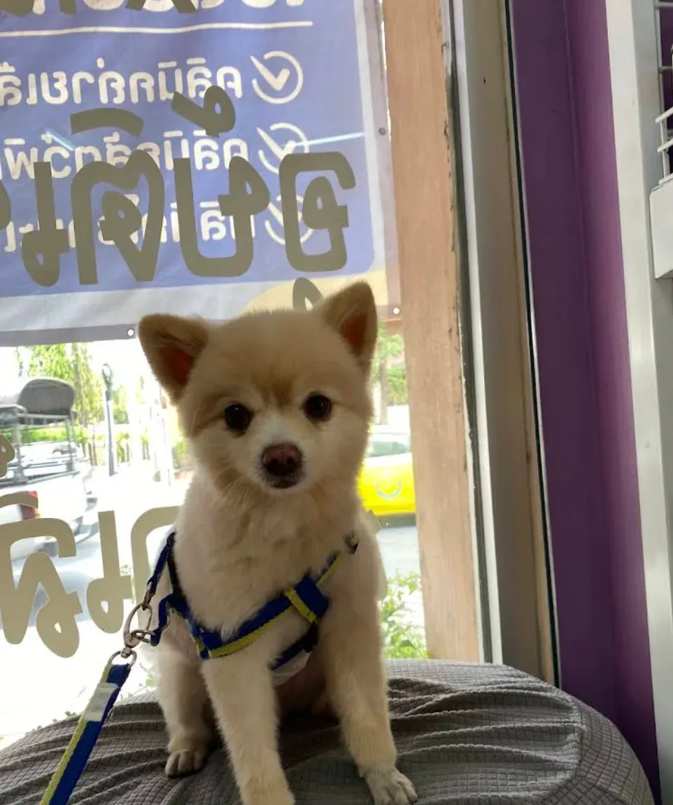 โรงพยาบาลสัตว์จักรพินท์ คลินิก-โรงพยาบาลสัตว์ กรุงเทพมหานคร 6