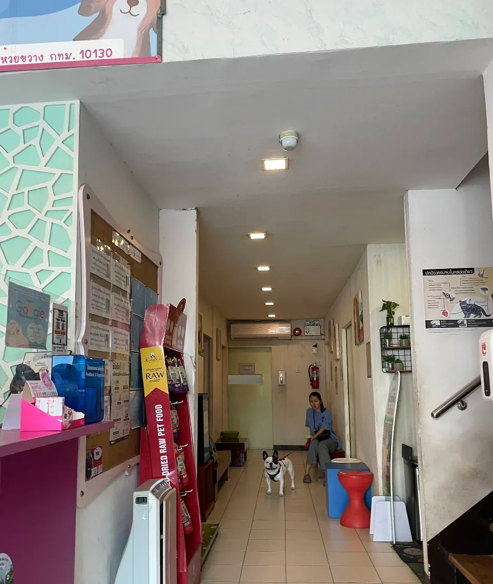 โรงพยาบาลสัตว์ บางกอก-รัชดา คลินิก-โรงพยาบาลสัตว์ กรุงเทพมหานคร 3