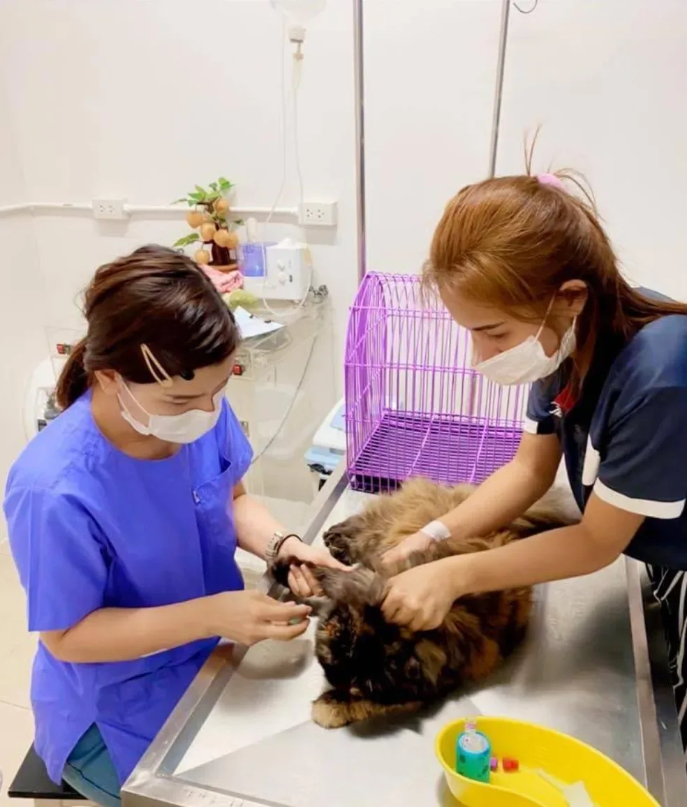 พรรณธิดา รักษาสัตว์ คลินิก-โรงพยาบาลสัตว์ กรุงเทพมหานคร 3