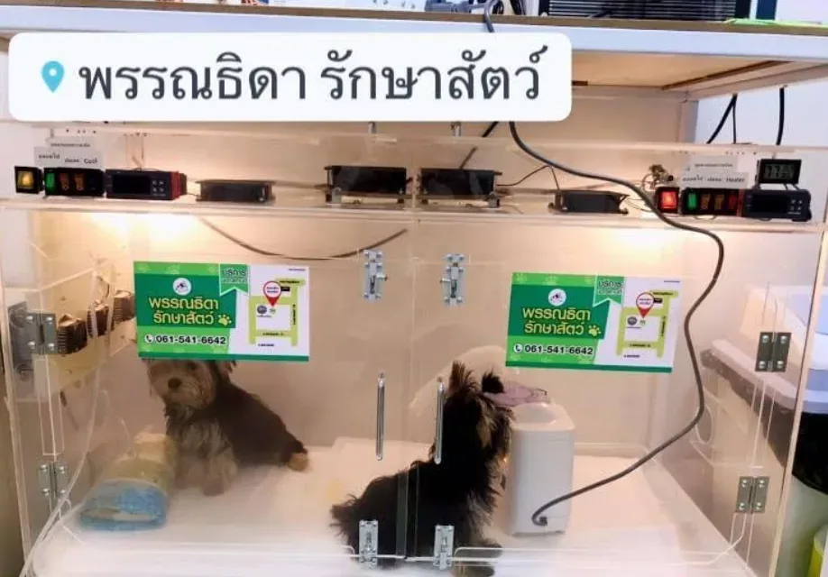 พรรณธิดา รักษาสัตว์ คลินิก-โรงพยาบาลสัตว์ กรุงเทพมหานคร 5