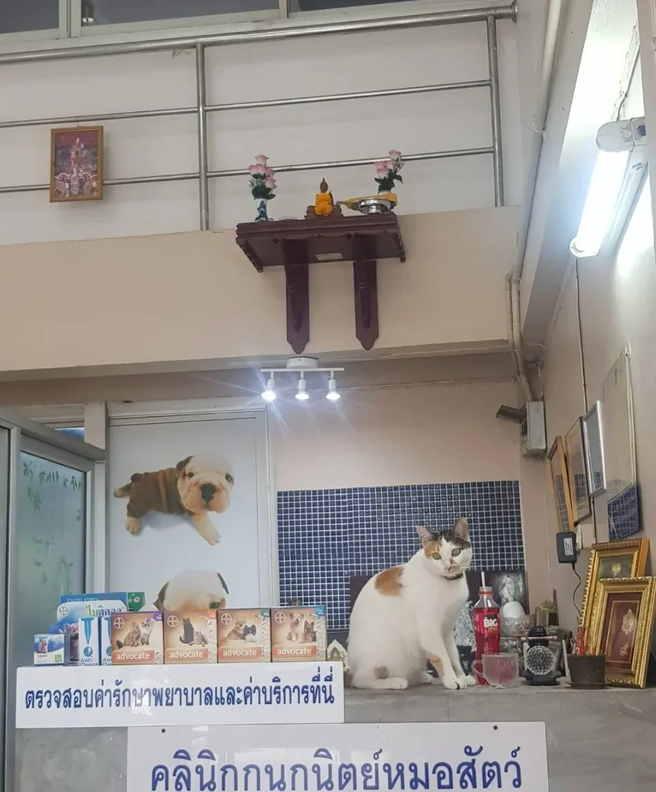 คลินิกกนกนิตย์รักษาสัตว์ คลินิก-โรงพยาบาลสัตว์ กรุงเทพมหานคร 6