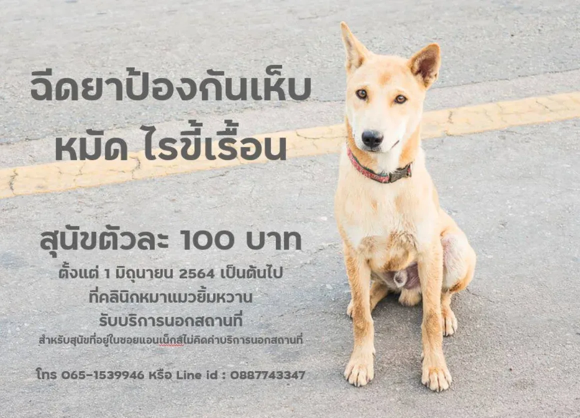 คลินิกสัตว์หมาแมวยิ้มหวาน สาขาหนองจอก คลินิก-โรงพยาบาลสัตว์ กรุงเทพมหานคร 6