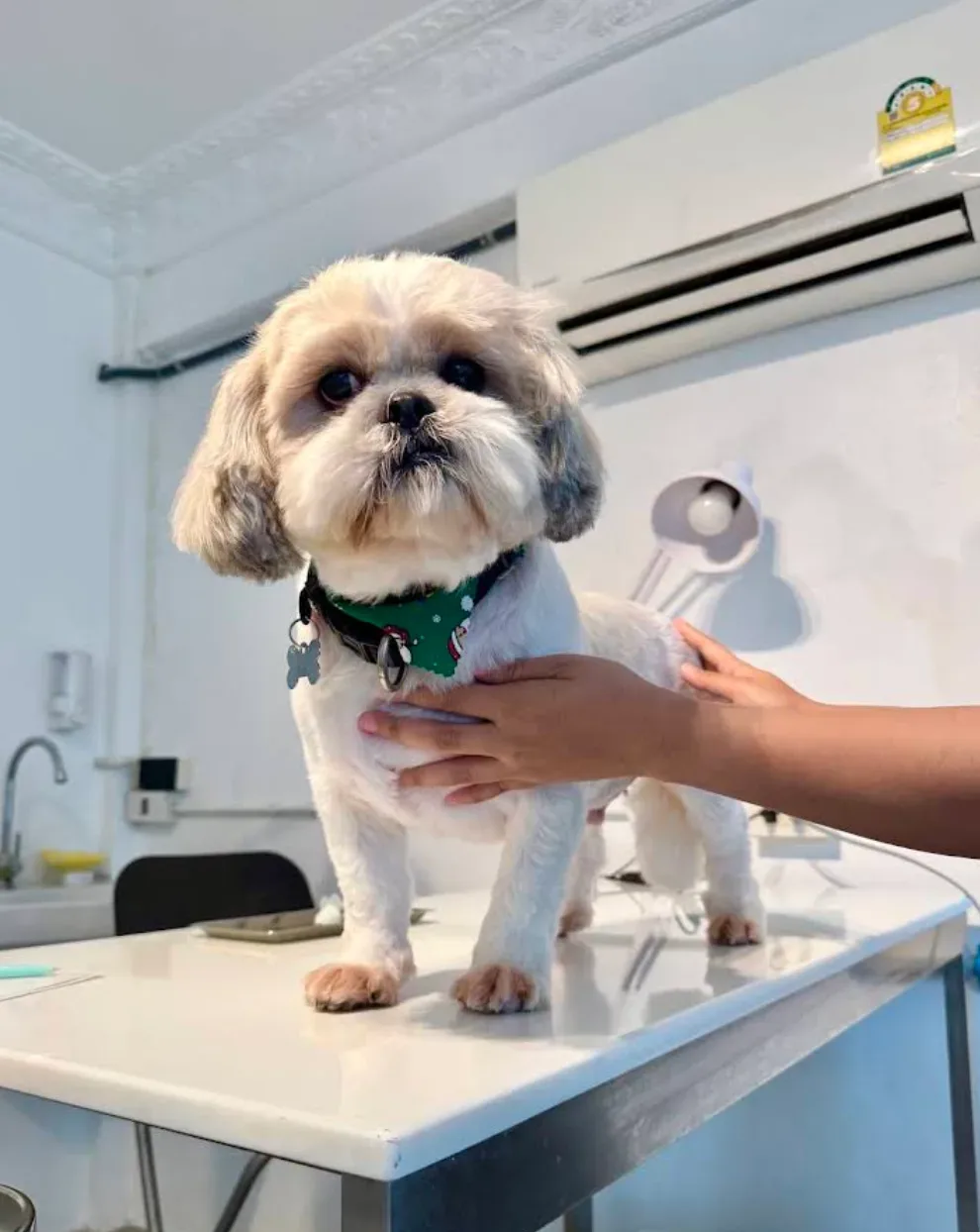 คลินิกรักษาสัตว์ เพ็ท พอว์ (PET PAW VET CLINIC) คลินิก-โรงพยาบาลสัตว์ กรุงเทพมหานคร 5