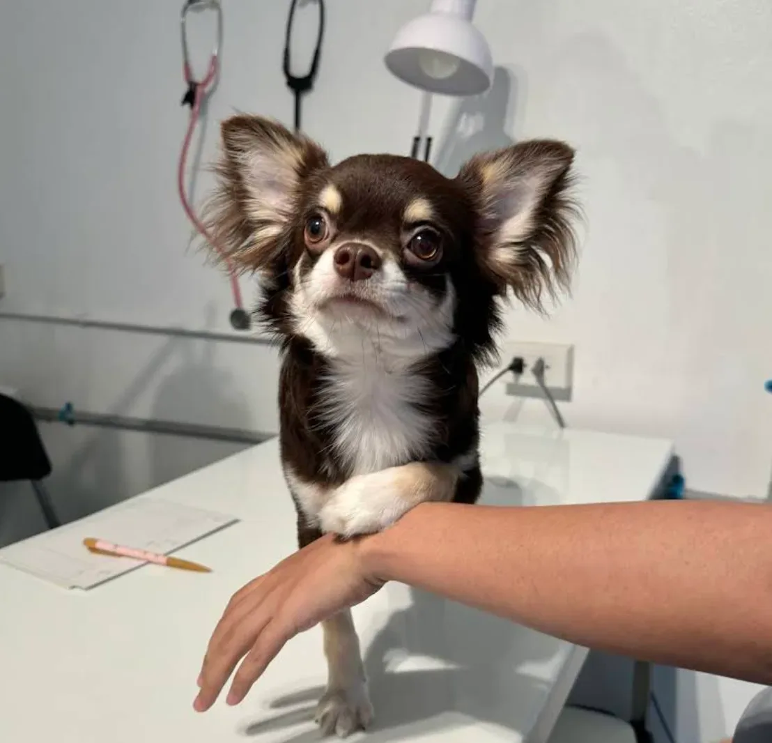 คลินิกรักษาสัตว์ เพ็ท พอว์ (PET PAW VET CLINIC) คลินิก-โรงพยาบาลสัตว์ กรุงเทพมหานคร 6