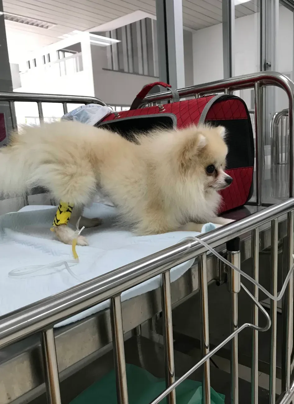Chulalongkorn Small Animal Hospital คลินิก-โรงพยาบาลสัตว์ กรุงเทพมหานคร 3