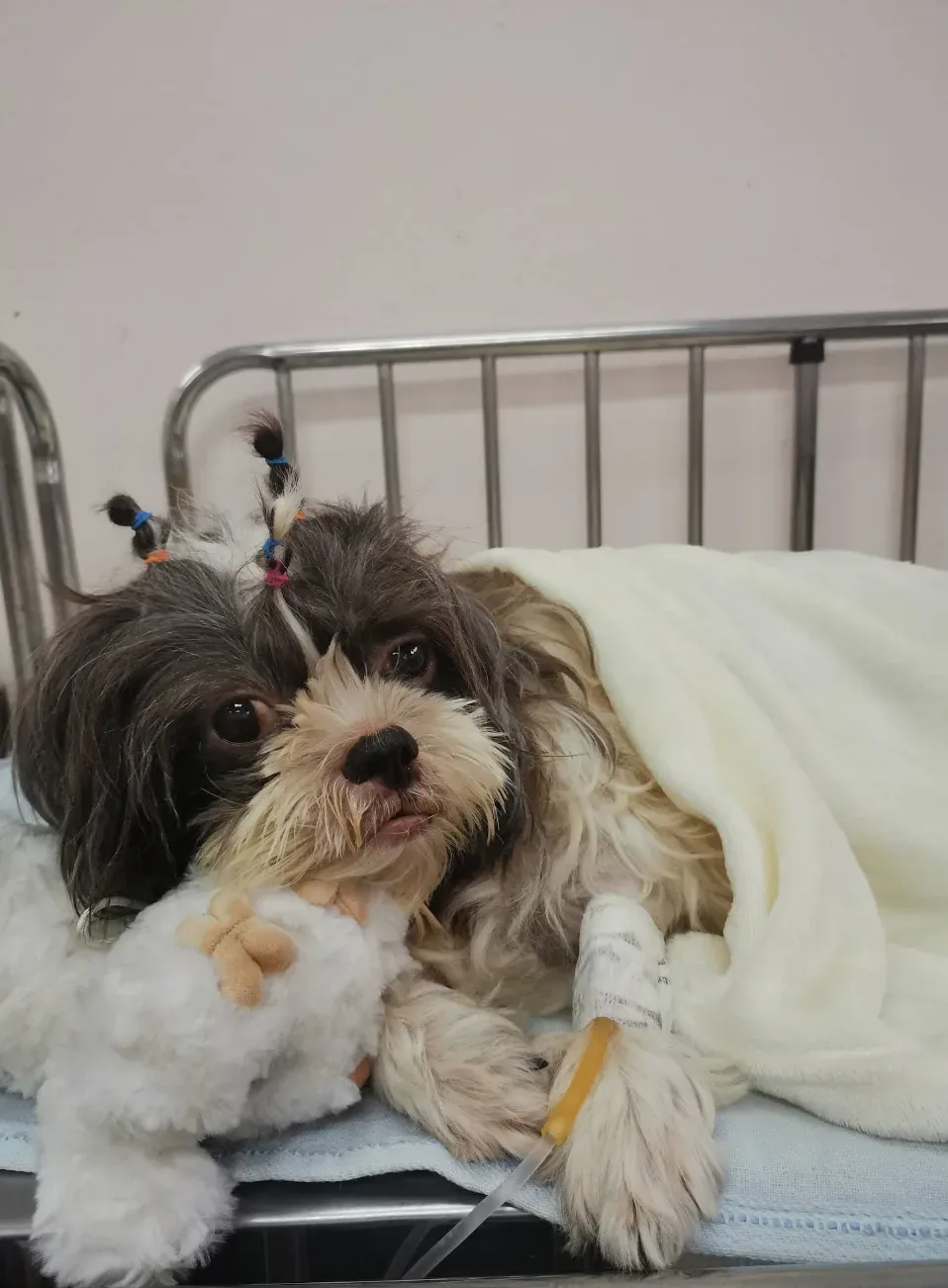 Chulalongkorn Small Animal Hospital คลินิก-โรงพยาบาลสัตว์ กรุงเทพมหานคร 4