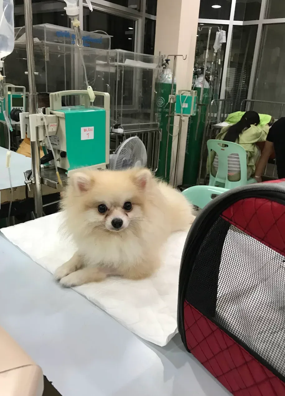 Chulalongkorn Small Animal Hospital คลินิก-โรงพยาบาลสัตว์ กรุงเทพมหานคร 6