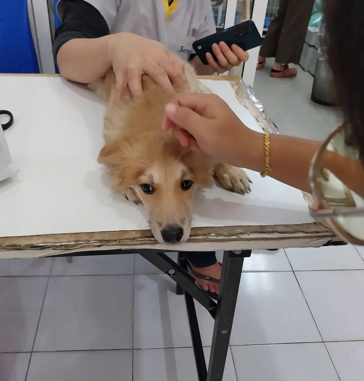 Sukhumvit Veterinarians คลินิก-โรงพยาบาลสัตว์ กรุงเทพมหานคร 4